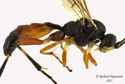 Ichneumon Wasp - Ctenopelmatinae sp8 2 m13 7,1mm 