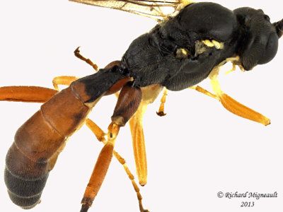 Ichneumon Wasp - Ctenopelmatinae sp8 3 m13 7,1mm 
