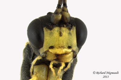 Ichneumon Wasp - Ctenopelmatinae sp8 4 m13 7,1mm