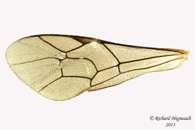 Ichneumon Wasp - Ctenopelmatinae sp8 5 m13 7,1mm 