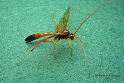 Ichneumon Wasp - Ctenopelmatinae - Opheltes glaucopterus barberi 1 m11 