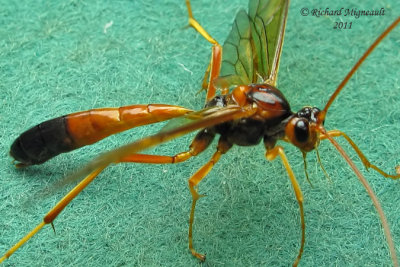 Ichneumon Wasp - Ctenopelmatinae - Opheltes glaucopterus barberi 2 m11