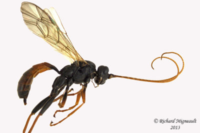 Ichneumon Wasp - Tribe Euryproctini 1 m13 8,7mm 