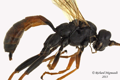 Ichneumon Wasp - Tribe Euryproctini 2 m13 8,7mm