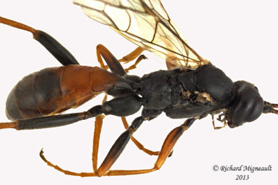 Ichneumon Wasp - Tribe Euryproctini 3 m13 8,7mm 