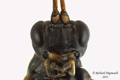 Ichneumon Wasp - Tribe Euryproctini 4 m13 8,7mm 