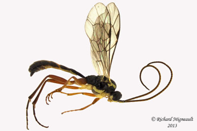 Ichneumon Wasp - Tribe Euryproctini sp1 1 m13 8mm