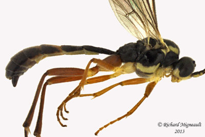 Ichneumon Wasp - Tribe Euryproctini sp1 2 m13 8mm 