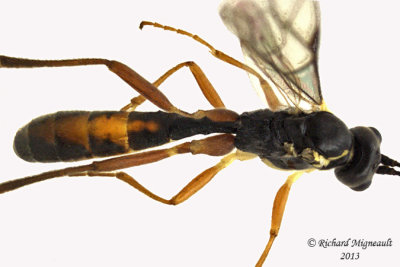 Ichneumon Wasp - Tribe Euryproctini sp1 3 m13 8mm 