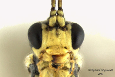 Ichneumon Wasp - Tribe Euryproctini sp1 4 m13 8mm 