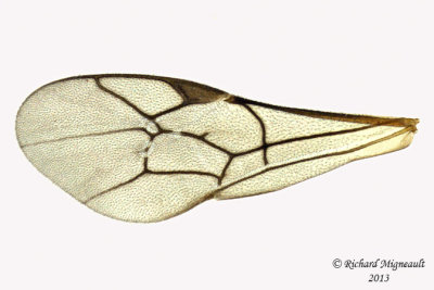 Ichneumon Wasp - Tribe Phaeogenini sp1 5 m13 6,9mm 