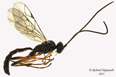 Ichneumon Wasp - Cryptinae sp5 1 m13 4,8mm 