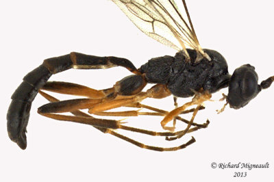 Ichneumon Wasp - Cryptinae sp5 2 m13 4,8mm 