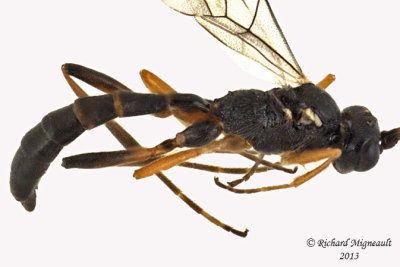 Ichneumon Wasp - Cryptinae sp5 3 m13 4,8mm 