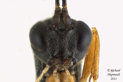 Ichneumon Wasp - Cryptinae sp5 4 m13 4,8mm 