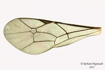 Ichneumon Wasp - Tribe Phaeogenini sp2 5 m13 4,8mm