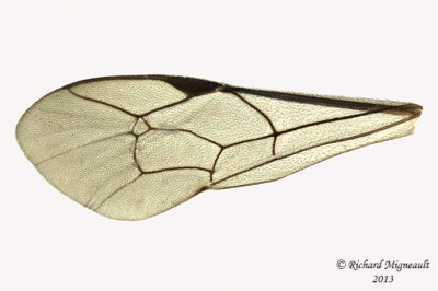 Ichneumon Wasp - Vulgichneumon brevicinctor 5 m13 9,3mm 
