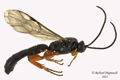 Ichneumon Wasp - Metopiinae sp1 1 m13 6,7mm 