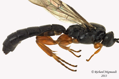 Ichneumon Wasp - Metopiinae sp1 2 m13 6,7mm 