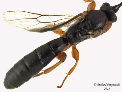 Ichneumon Wasp - Metopiinae sp1 3 m13 6,7mm 