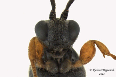 Ichneumon Wasp - Metopiinae sp1 4 m13 6,7mm 