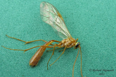 Ichneumon Wasp - Ophion - sp1 1 m13 14mm 