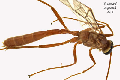 Ichneumon Wasp - Ophion - sp1 2 m13 14mm 