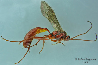 Ichneumon Wasp - Ophion nigrovarius 1 m13 14mm 