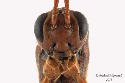 Ichneumon Wasp - Ophion nigrovarius 2 m13 14mm 