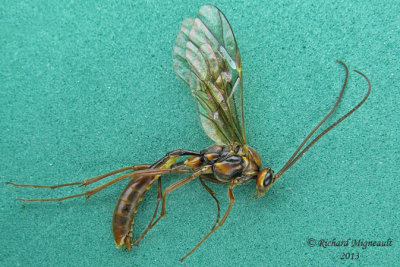 Ichneumon Wasp - Ophion - sp3 1 m13 17mm 