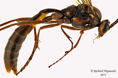 Ichneumon Wasp - Ophion - sp3 2 m13 17mm 