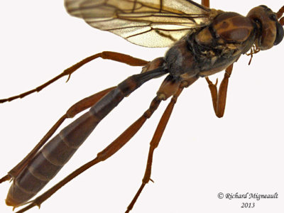 Ichneumon Wasp - Ophion - sp3 3 m13 17mm 