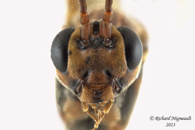 Ichneumon Wasp - Ophion - sp3 4 m13 17mm 