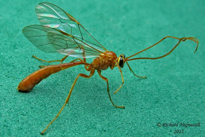 Ichneumon Wasp - Ophion - sp4 m12