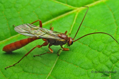 Ichneumon Wasp - Ophion - sp5 m12