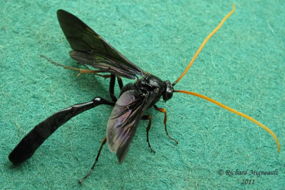 Ichneumon Wasp - Thyreodon atricolor 1 m11 