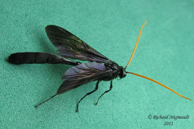 Ichneumon Wasp - Thyreodon atricolor 2 m11 