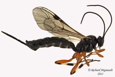 Ichneumon Wasp - Pimpla sp 1 m13 9,5mm 