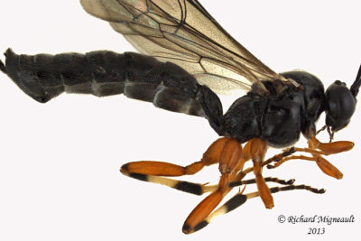 Ichneumon Wasp - Pimpla sp 2 m13 9,5mm 