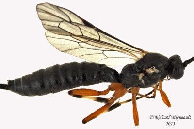 Ichneumon Wasp - Pimpla sp 3 m13 9,5mm 