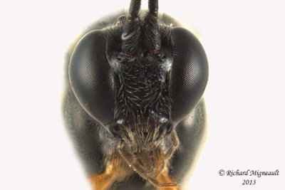 Ichneumon Wasp - Pimpla sp 4 m13 9,5mm
