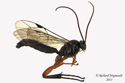 Ichneumon Wasp - Pimpla pedalis 1 m13 12,8mm 