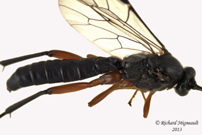 Ichneumon Wasp - Pimpla pedalis 2 m13 12,8mm 