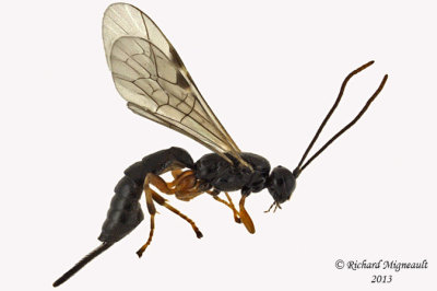 Ichneumon Wasp - Pimplinae sp1 1 m13 5,2mm 
