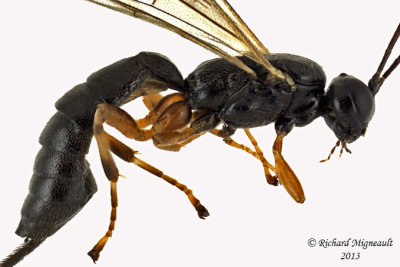 Ichneumon Wasp - Pimplinae sp1 2 m13 5,2mm 
