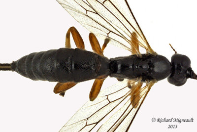 Ichneumon Wasp - Pimplinae sp1 3 m13 5,2mm