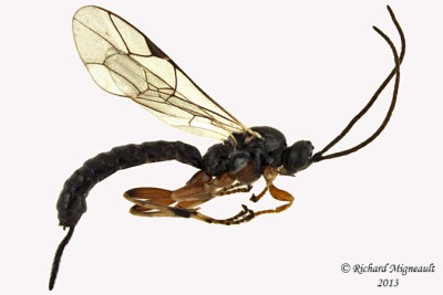 Ichneumon Wasp - Tribe Ephialtini sp1 1 m13 7,1mm 