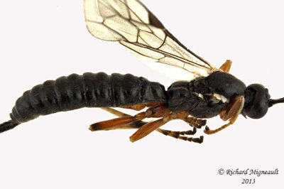 Ichneumon Wasp - Tribe Ephialtini sp1 2 m13 7,1mm