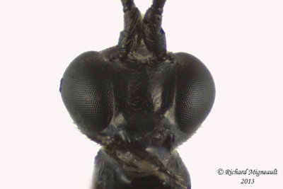 Ichneumon Wasp - Tribe Ephialtini sp1 3 m13 7,1mm