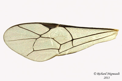 Ichneumon Wasp - Tribe Ephialtini sp1 4 m13 7,1mm 